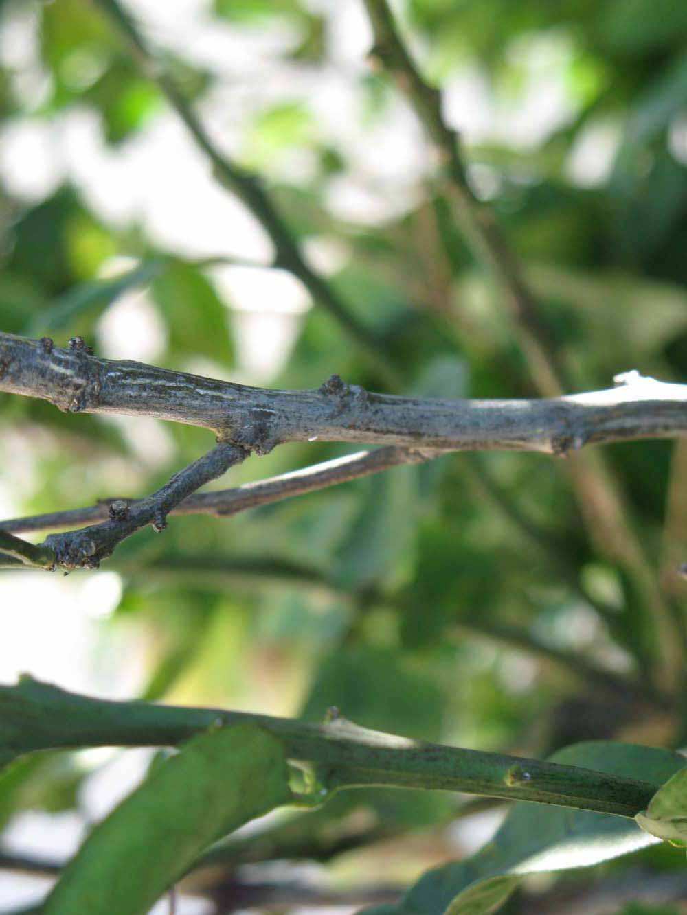              Second - third year twig (Winter Haven, FL)       